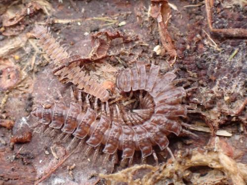 Polydesmus sp.